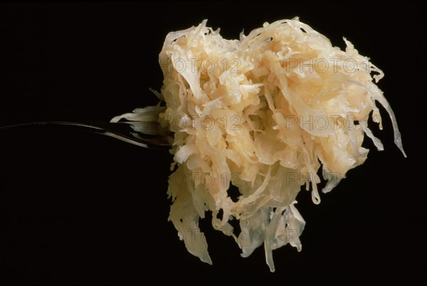 Sauerkraut or sour cabbage is white cabbage or pointed cabbage preserved by lactic acid fermentation