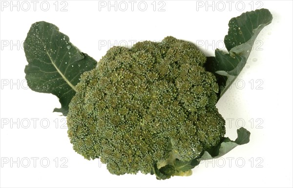 Broccoli