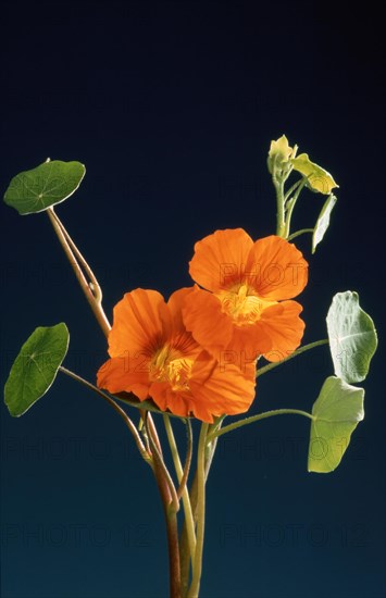 Garden nasturtium