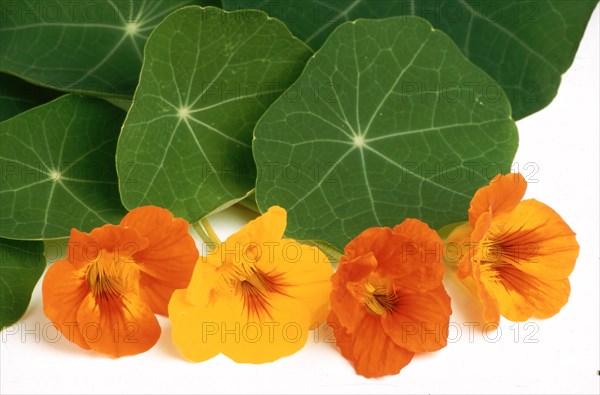 Garden nasturtium