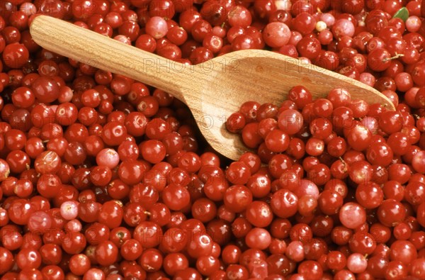 Ripe lingonberry