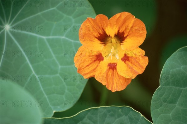 Garden nasturtium