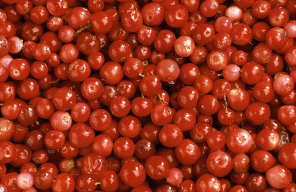 Ripe lingonberry
