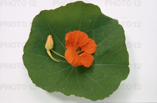 Garden nasturtium