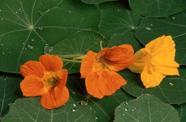 Garden nasturtium