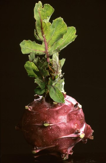 Blue kohlrabi