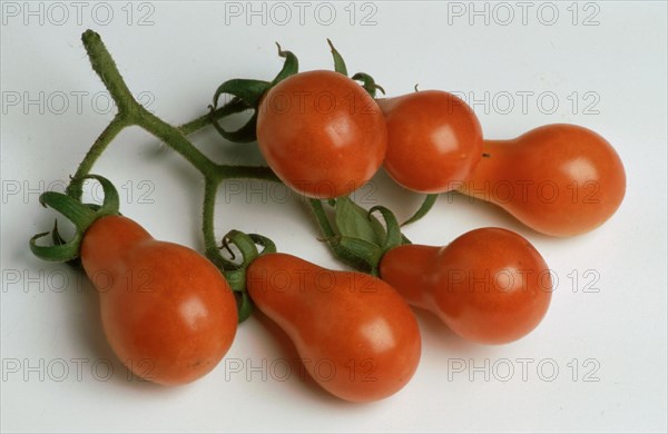 Ripe tomatoes