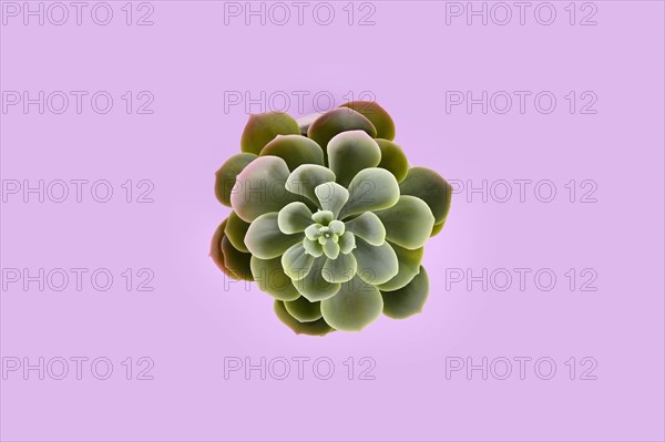 Top view of fake Echeveria succulent plant on violet background