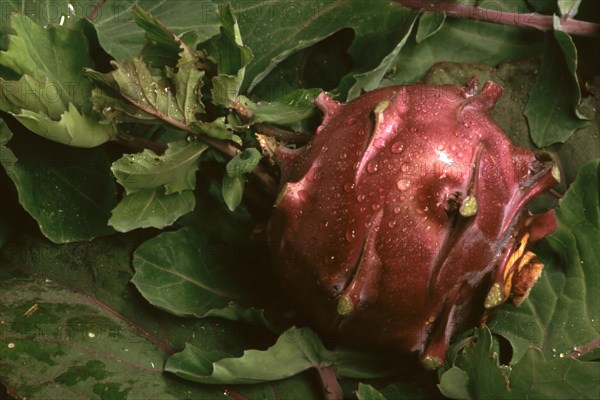 Blue kohlrabi