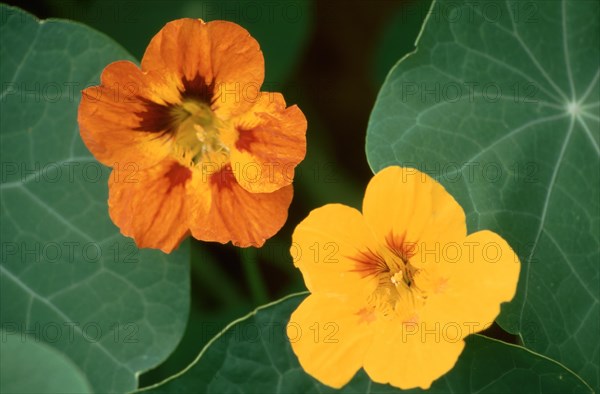 Garden nasturtium