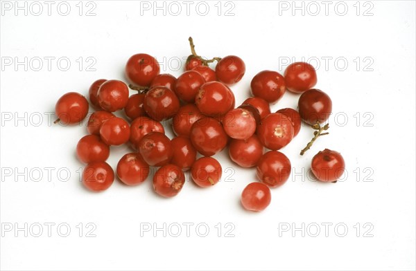 Ripe lingonberry