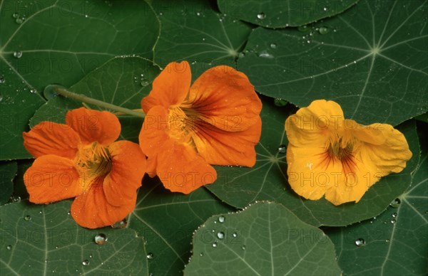 Garden nasturtium