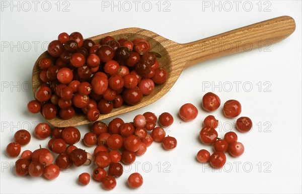 Ripe lingonberry