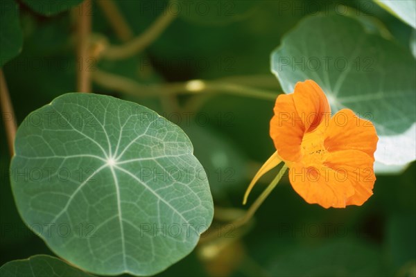 Garden nasturtium