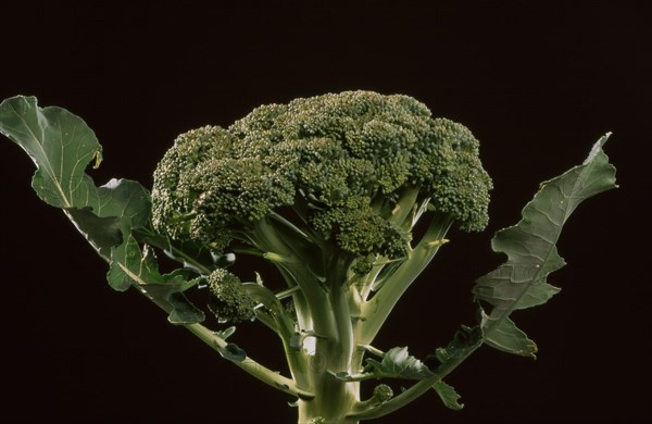 Broccoli