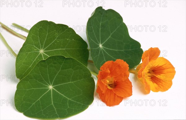 Garden nasturtium