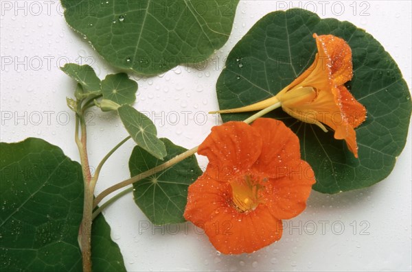 Garden nasturtium