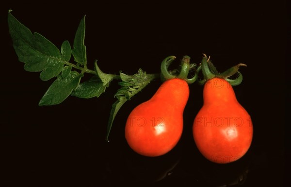 Ripe tomatoes