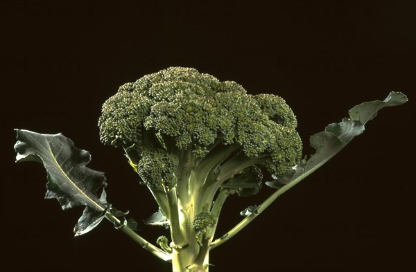 Broccoli