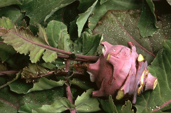 Blue kohlrabi