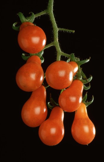 Ripe tomatoes