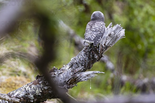 Northern hawk owl