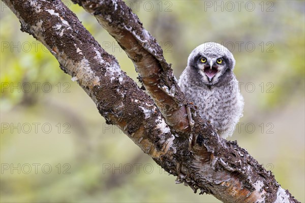 Northern hawk owl