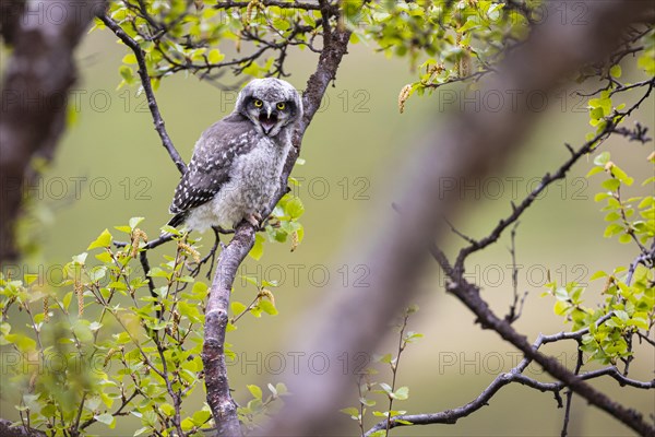 Northern hawk owl