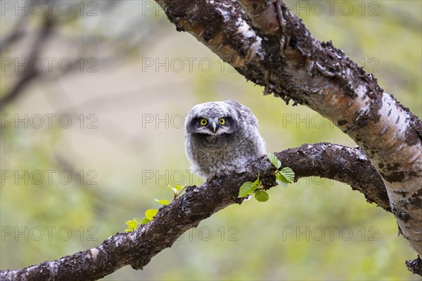 Northern hawk owl