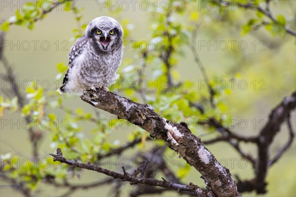 Northern hawk owl