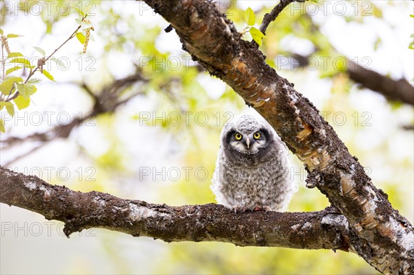 Northern hawk owl