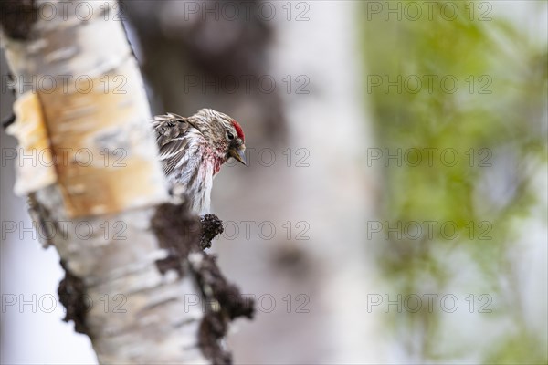 Common Redpoll