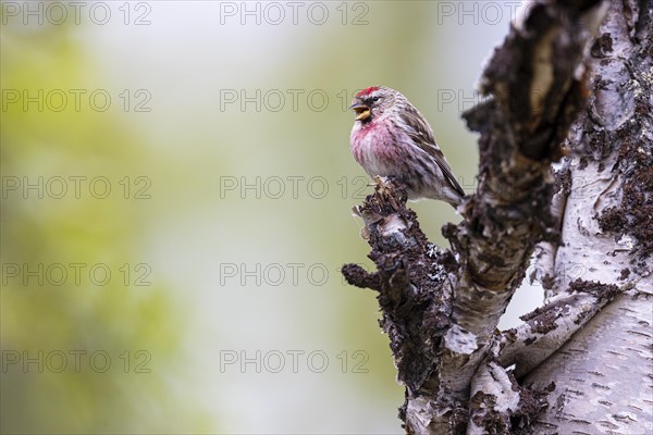 Common Redpoll