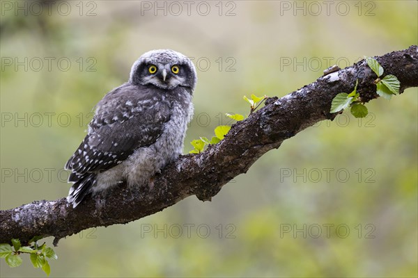 Northern hawk owl