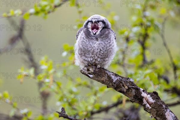 Northern hawk owl