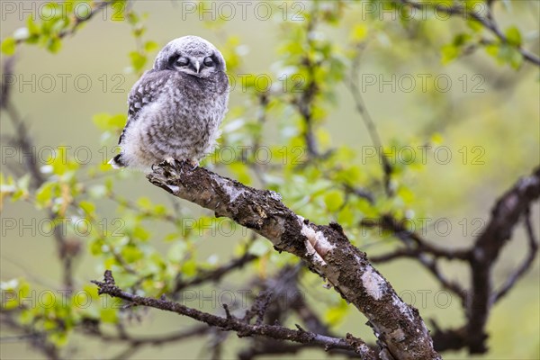 Northern hawk owl