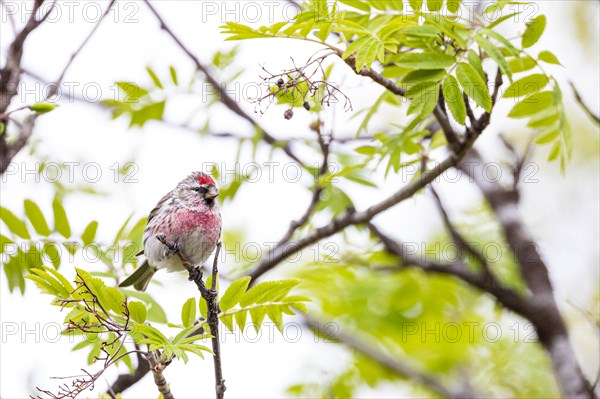 Common Redpoll