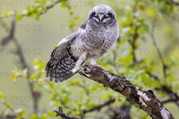 Northern hawk owl