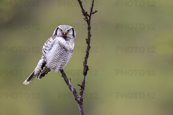 Northern hawk owl