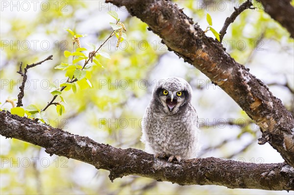 Northern hawk owl