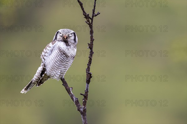 Northern hawk owl