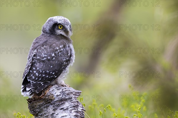 Northern hawk owl