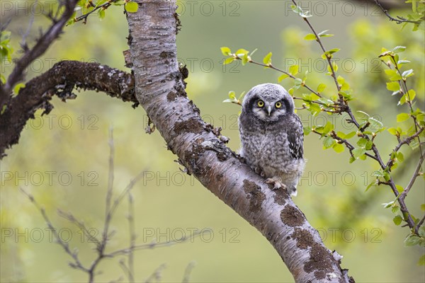 Northern hawk owl