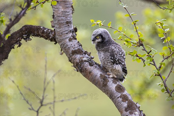 Northern hawk owl