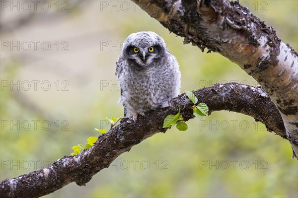 Northern hawk owl