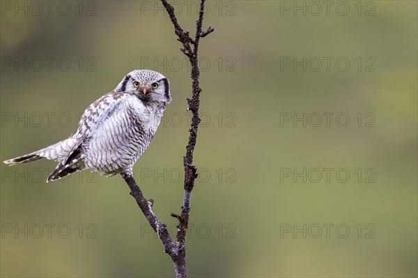 Northern hawk owl