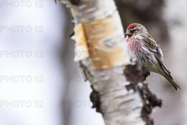 Common Redpoll