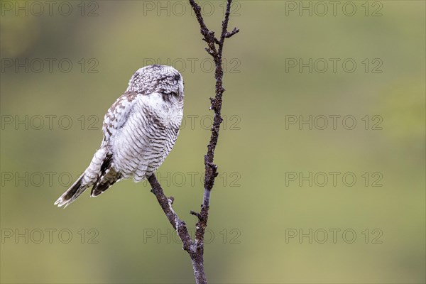 Northern hawk owl