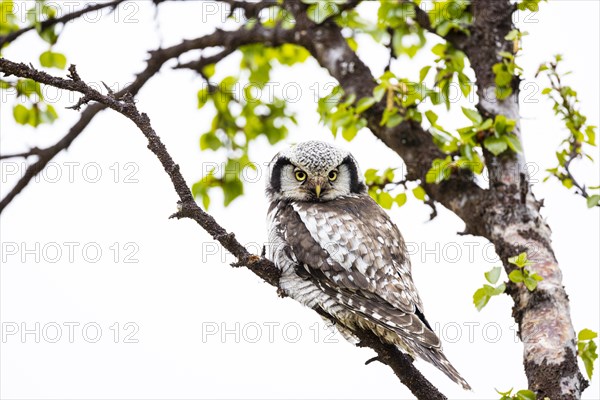 Northern hawk owl