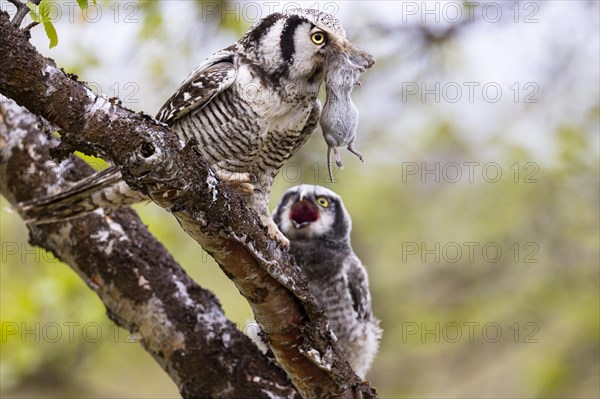 Northern hawk owl